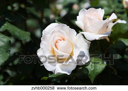 Stock Photo - Rose flowers. Fotosearch