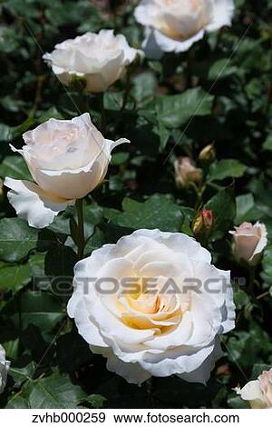 Rose flowers View Large Photo Image Stock Photo - Rose flowers. Fotosearch