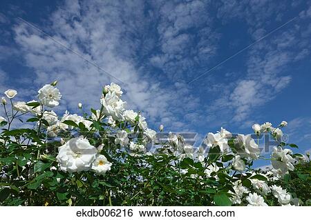 Rose flowers View Large Photo Image Stock Photograph - Rose flowers. Fotosearch