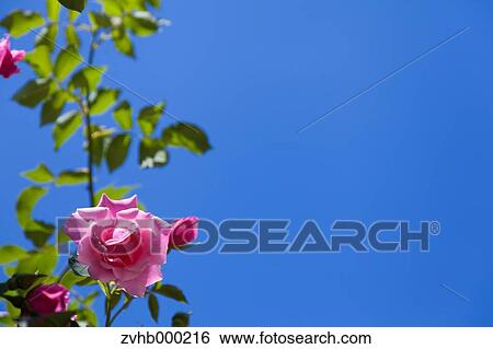 Rose flowers View Large Photo Image Stock Photograph - Rose flowers. Fotosearch