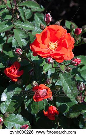 Stock Photograph - Rose flowers. Fotosearch