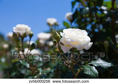 Stock Photograph - Rose flowers. Fotosearch