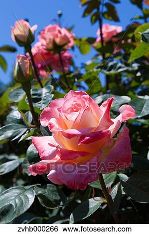 Stock Photograph - Rose flowers. Fotosearch