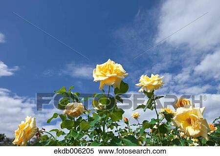 Rose flowers View Large Photo Image Stock Photography - Rose flowers. Fotosearch