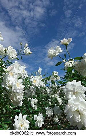 Rose flowers View Large Photo Image Stock Photography - Rose flowers. Fotosearch