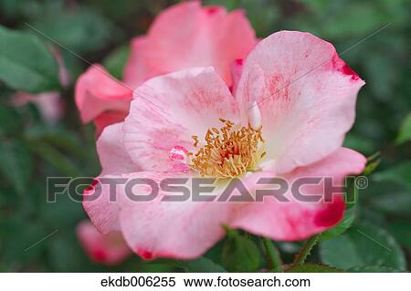 Rose flowers View Large Photo Image Stock Photography - Rose flowers. Fotosearch