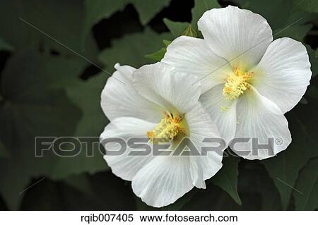 Rose flowers View Large Photo Image Stock Photography - Rose flowers. Fotosearch