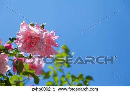 Stock Photography - Rose flowers. Fotosearch