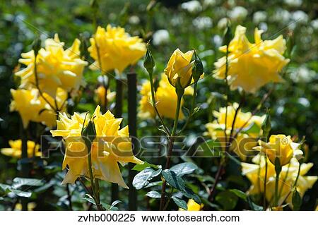 Stock Photography - Rose flowers. Fotosearch