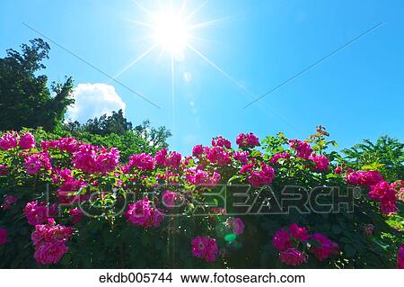 Rose Garden View Large Photo Image Picture - Rose Garden. Fotosearch