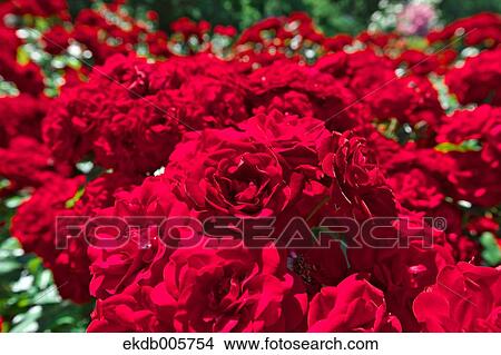 Rose Garden View Large Photo Image Picture - Rose Garden. Fotosearch