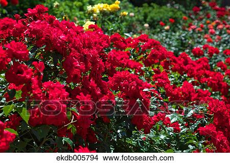 Rose Garden View Large Photo Image Picture - Rose Garden. Fotosearch