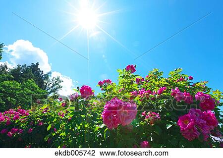 Rose Garden View Large Photo Image Stock Image - Rose Garden. Fotosearch