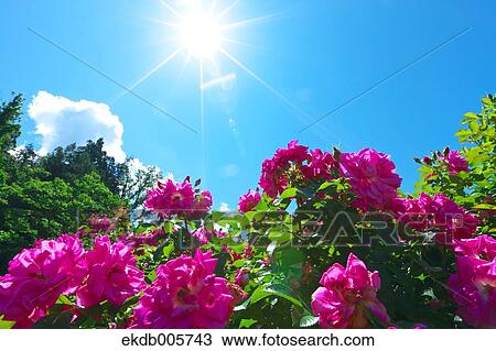 Rose Garden View Large Photo Image Stock Image - Rose Garden. Fotosearch