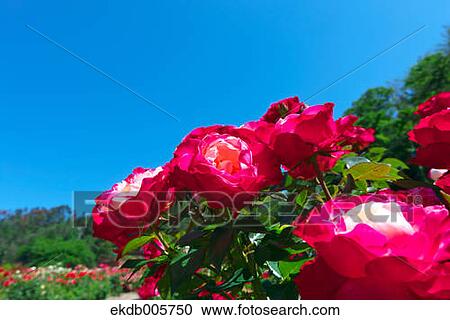 Stock Image - Rose Garden. Fotosearch