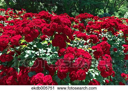 Rose Garden View Large Photo Image Stock Image - Rose Garden. Fotosearch
