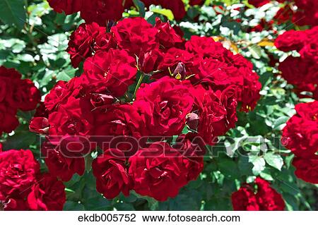 Rose Garden View Large Photo Image Stock Image - Rose Garden. Fotosearch