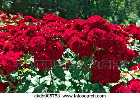 Rose Garden View Large Photo Image Stock Image - Rose Garden. Fotosearch
