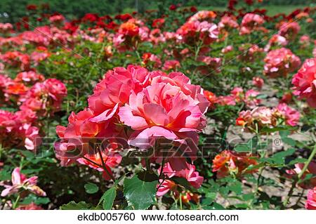 Rose Garden View Large Photo Image Stock Image - Rose Garden. Fotosearch