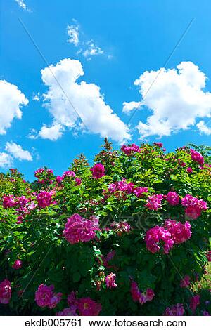Rose Garden View Large Photo Image Stock Image - Rose Garden. Fotosearch