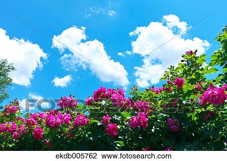 Rose Garden View Large Photo Image Stock Image - Rose Garden. Fotosearch