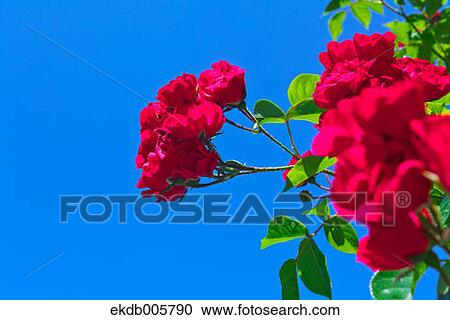 Rose Garden View Large Photo Image Stock Image - Rose Garden. Fotosearch
