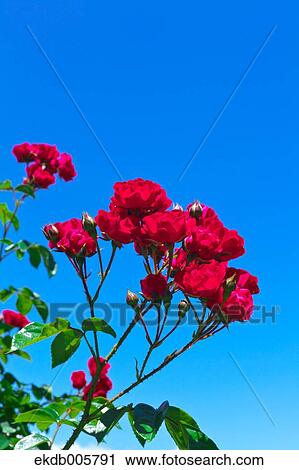 Stock Image - Rose Garden. Fotosearch