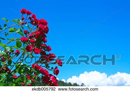 Rose Garden View Large Photo Image Stock Image - Rose Garden. Fotosearch