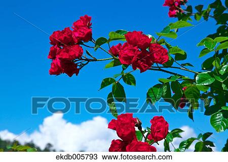 Rose Garden View Large Photo Image Stock Image - Rose Garden. Fotosearch
