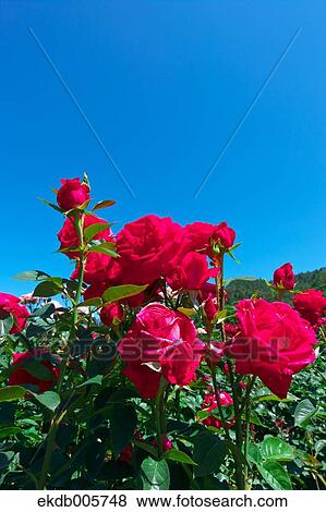 Rose Garden View Large Photo Image Stock Photo - Rose Garden. Fotosearch