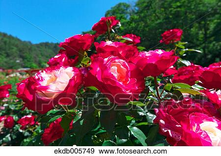 Rose Garden View Large Photo Image Stock Photo - Rose Garden. Fotosearch