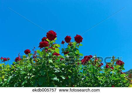 Rose Garden View Large Photo Image Stock Photo - Rose Garden. Fotosearch