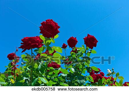 Rose Garden View Large Photo Image Stock Photo - Rose Garden. Fotosearch