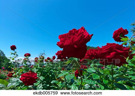 Rose Garden View Large Photo Image Stock Photo - Rose Garden. Fotosearch