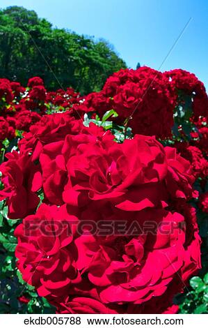 Rose Garden View Large Photo Image Stock Photo - Rose Garden. Fotosearch