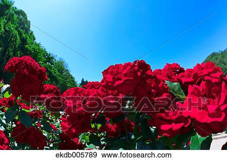 Rose Garden View Large Photo Image Stock Photo - Rose Garden. Fotosearch