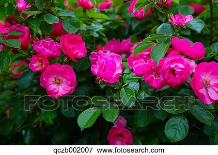 Rose Garden View Large Photo Image Stock Photo - Rose Garden. Fotosearch