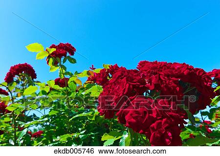 Rose Garden View Large Photo Image Stock Photograph - Rose Garden. Fotosearch
