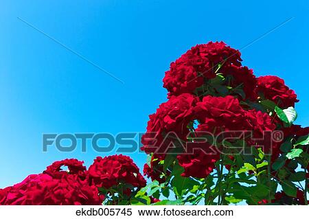 Rose Garden View Large Photo Image Stock Photography - Rose Garden. Fotosearch