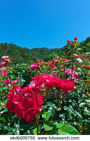 Rose Garden View Large Photo Image Stock Photography - Rose Garden. Fotosearch
