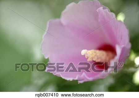 Rose Mallow View Large Photo Image Stock Image - Rose Mallow. Fotosearch