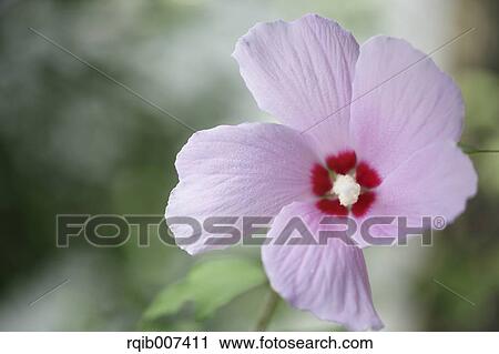 Stock Image - Rose Mallow. Fotosearch