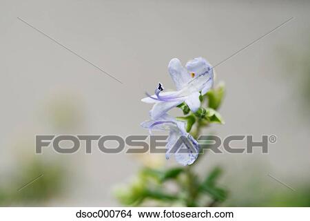 Rosemary flowers View Large Photo Image Picture - Rosemary flowers. Fotosearch