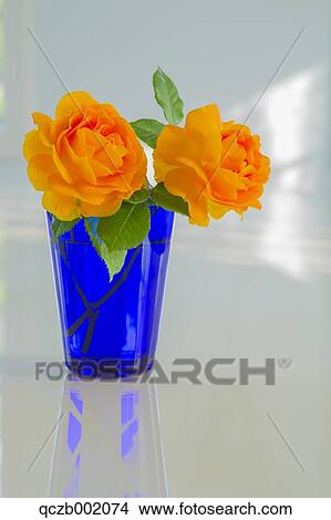 Picture - Roses In A Cup. Fotosearch
