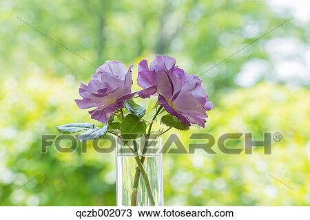 Roses In A Cup View Large Photo Image Stock Image - Roses In A Cup. Fotosearch