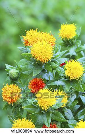 Picture - Safflower. Fotosearch