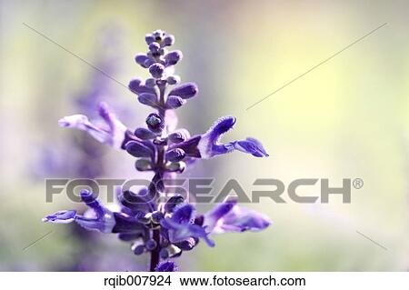 Picture - Sage. Fotosearch