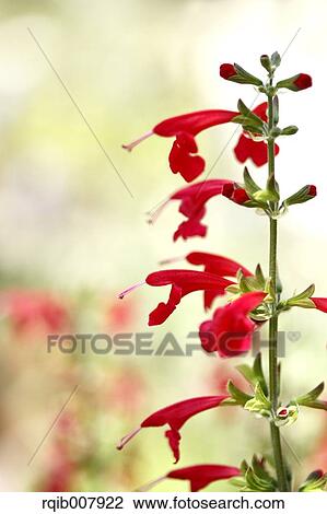 Sage View Large Photo Image Stock Image - Sage. Fotosearch
