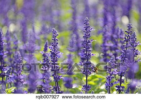 Stock Photo - Sage. Fotosearch