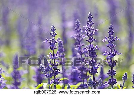 Sage View Large Photo Image Stock Photograph - Sage. Fotosearch